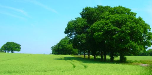 Picture of Clearwater Lane near Burgess Hill in West Sussex.