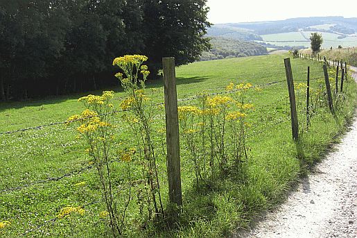 Picture of the National Trail near Cocking