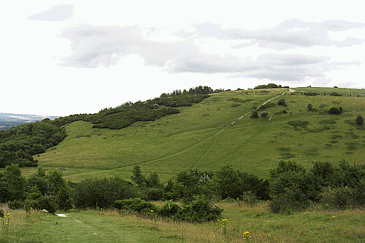 Picture of the South Downs Way at Beacon Hill near South Harting in Sussex. 