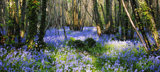 Spring has sprung and bluebells abound in West Sussex.