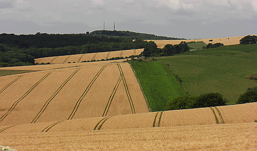 Look back to Glatting Beacon from Bury Hill. Part of our guide to the South Downs Way Picture of the view from Bury Hill