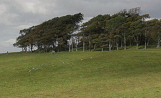 The South Downs Way at Chanctonbury Hill. Part of our guide to the South Downs Way Picture of Chanctonbury Ring in West Sussex
