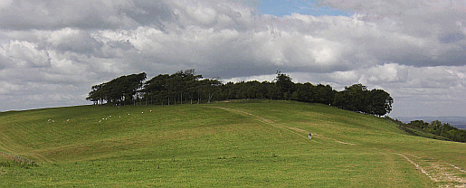 The distinctive shape of Chanctonbury Ring on top of Chanctonbury Hill above Washington in Sussex Picture of beech trees at Chanctonbury Ring north of Worthing in West Sussex.