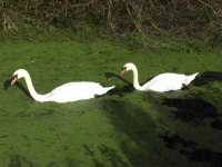 Swans photograph
