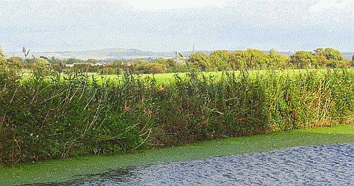 Chichester Canal photograph