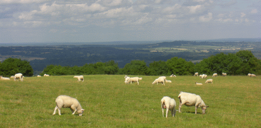 Sheep grazing on the South Downs north of Chilgrove near Hooksway and Monkton Picture of sheep near Chilgrove in Sussex
