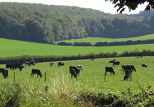 Picture of cows.