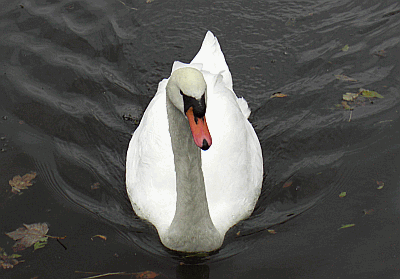 Donnington swan picture