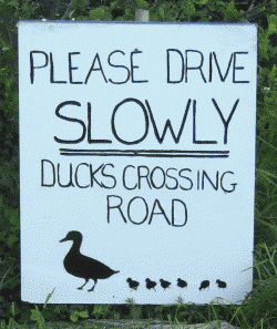 Watch out for ducks in Watery Lane