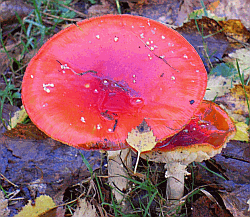 Picture of toadstool on Duncton Common