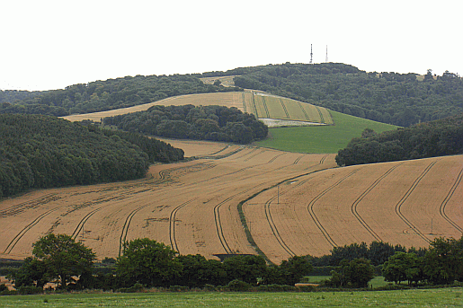 Picture of the South Downs Way near Upwaltham.