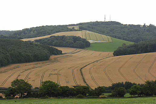 The view of Glatting Beacon from Upwaltham. Part of our guide to the South Downs Way Picture of the South Downs Way near Upwaltham.
