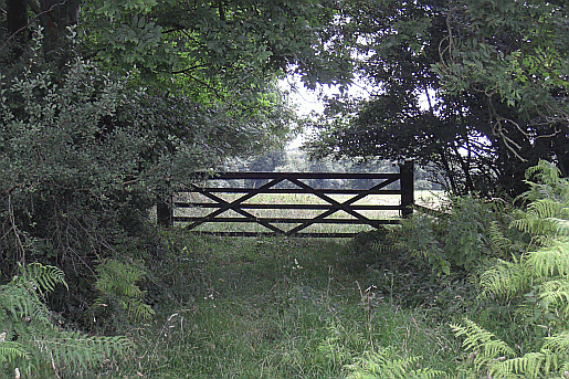 Picture of fields at Graffham Down 