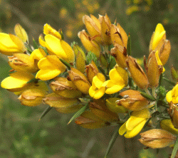 The Nature Reserve is fullof interesting wild flowers and plants