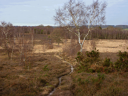 Picture of Iping Common and Trotton Common in West Sussex