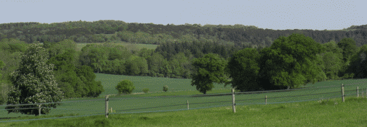 Kingley Vale photographed from West Stoke in West Sussex