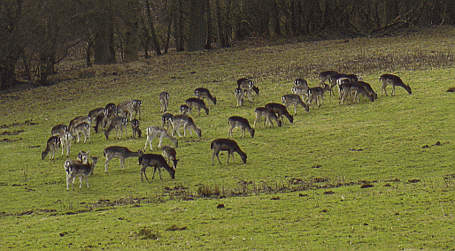 The deer at Knepp Castle near Shipley in West Sussex