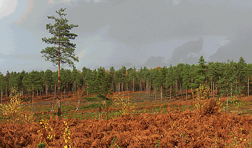 Picture of the nature reserve at Lavington Plantation