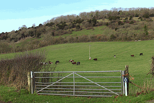 Levin Down photographed from the south near Charlton