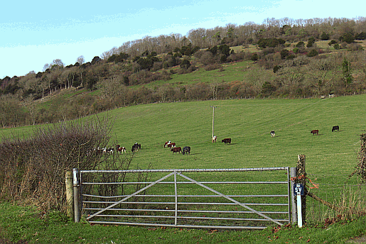Photo of the nature reserve at Levin Down Levin Down photographed from the south near Charlton