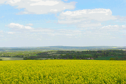 Picture of fields near Torberry Hill in Sussex.