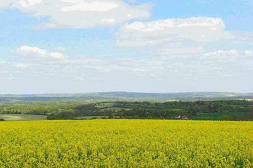 Main Down near South Harting in Sussex. Part of our guide to the South Downs Way Picture of fields near Torberry Hill in Sussex.