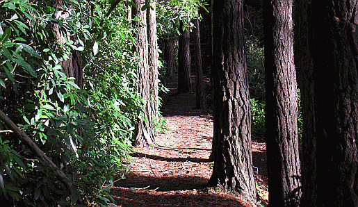 Picture of the National Trust run Merlin's Wood