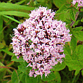 Sussex wild flowers