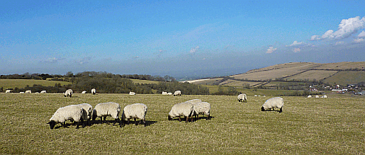 Picture of sheep grazing on the South Downs in Sussex at Newtimber Hill 