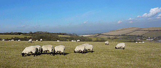 Newtimber Hill on the South Downs Way. Part of our guide to the South Downs Way Picture of sheep grazing on the South Downs in Sussex at Newtimber Hill