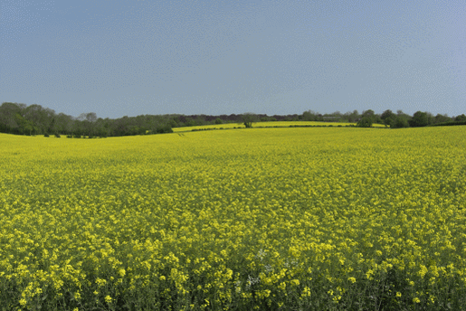 Farmland between East Marden and North Marden near Kingley Vale in West Sussex