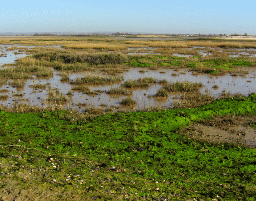 Pagham Harbour Nature Reserve - a special marine environment