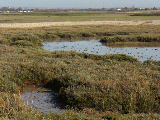 Pagham Harbour photo 15 Plantlife at Pagham Harbour