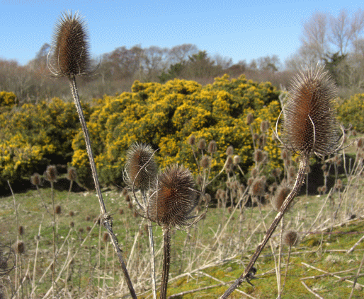 Pagham Harbour photo 1 Pagham Harbour flora and plants