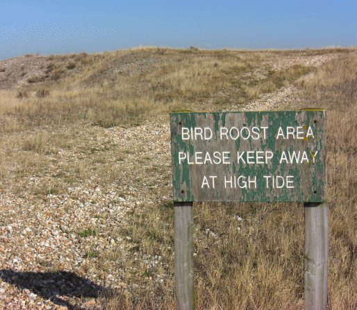 Pagham Harbour is an important place for marine birdlife