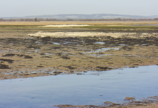 Pagham Harbour