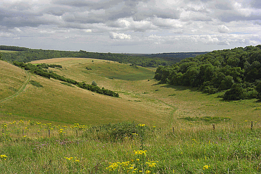 Picture of the South Downs Way near Elsted in Sussex