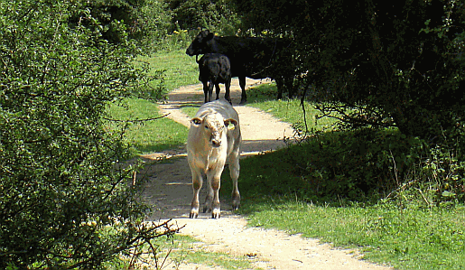 Picture of cows on the South Downs Way at Devil's Dyke in Sussex