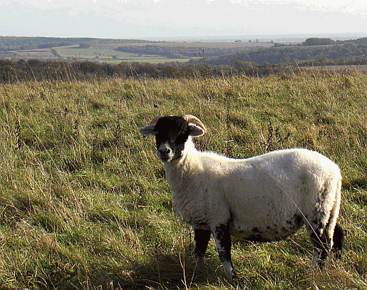 I prefer the wide open spaces of the countryside, given the choice Picture of sheep