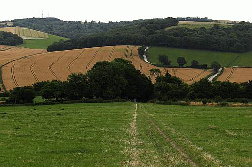 Picture of the South Downs Way at Littleton Farm between Upwaltham and Duncton in Sussex