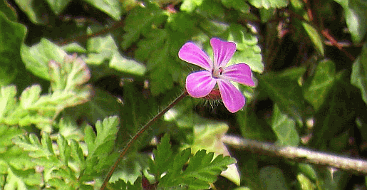 Picture of flowers you might see on the South Downs Way in Sussex 