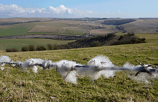 Picture of the South Downs Way 