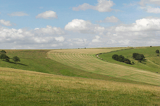 Picture of fields at the Steyning Bowl on the South Downs.