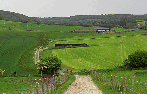 Picture of Stoughton - a pretty downland village near Kingley Vale in Sussex