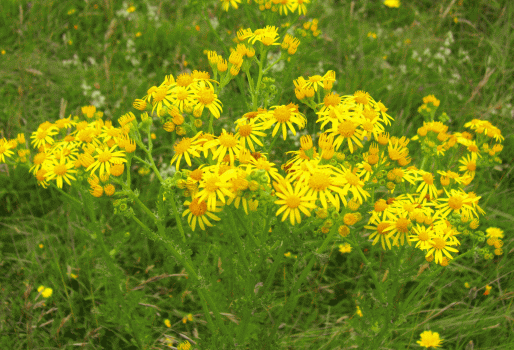 Downland Flowers West Sussex wild flowers