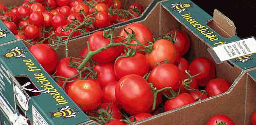 Certified pesticide free tomatoes being sold in Arundel, West Sussex