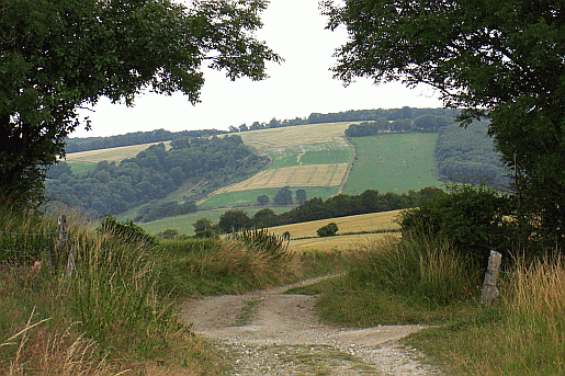 Picture of the South Downs Way from Burton Down near Upwaltham in Sussex.