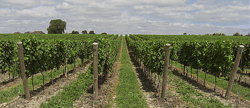 Picture of wine growing in Sussex