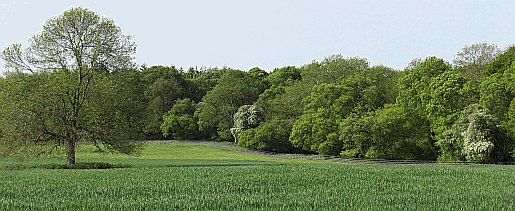 Woodland near West Stoke which is full of Bluebells in the spring Picture of bluebell woods near Chichester