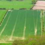 Fields from the Downs near Elsted